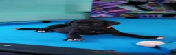 Cane Corso dogs for sale: Jean Gray - Ad 1