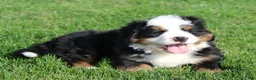 Bernese Mountain Dog dogs for sale: Willow - Ad 3
