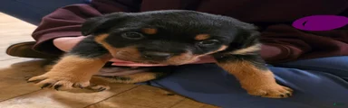 Rottweiler purple collar Puppy 4
