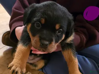 Rottweiler dogs Rottweiler purple collar Puppy 4 - Ad 36