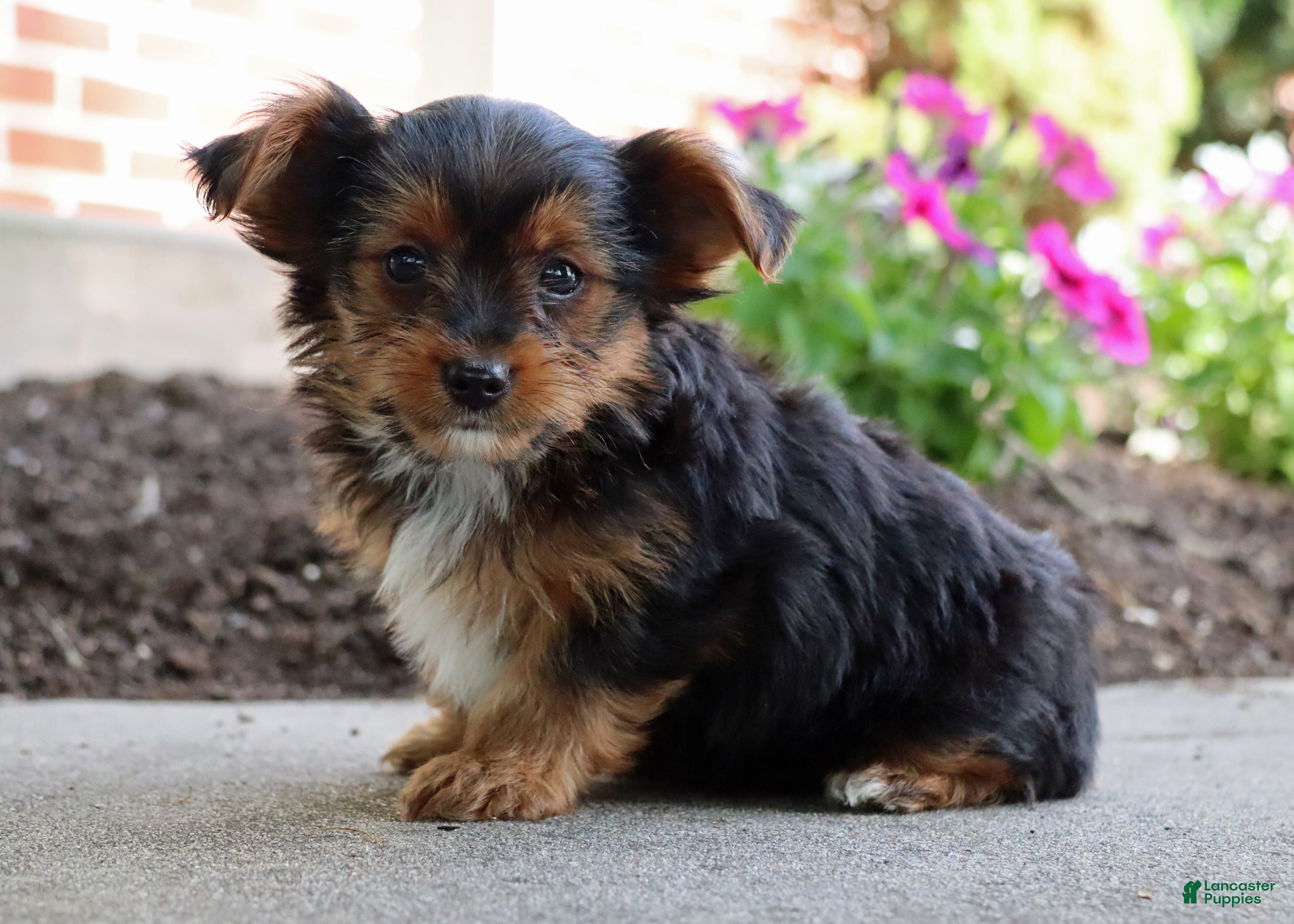 Yorkshire Terrier dogs Ty - Ad 1