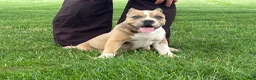 American Bully dogs for sale: Faye - Ad 3