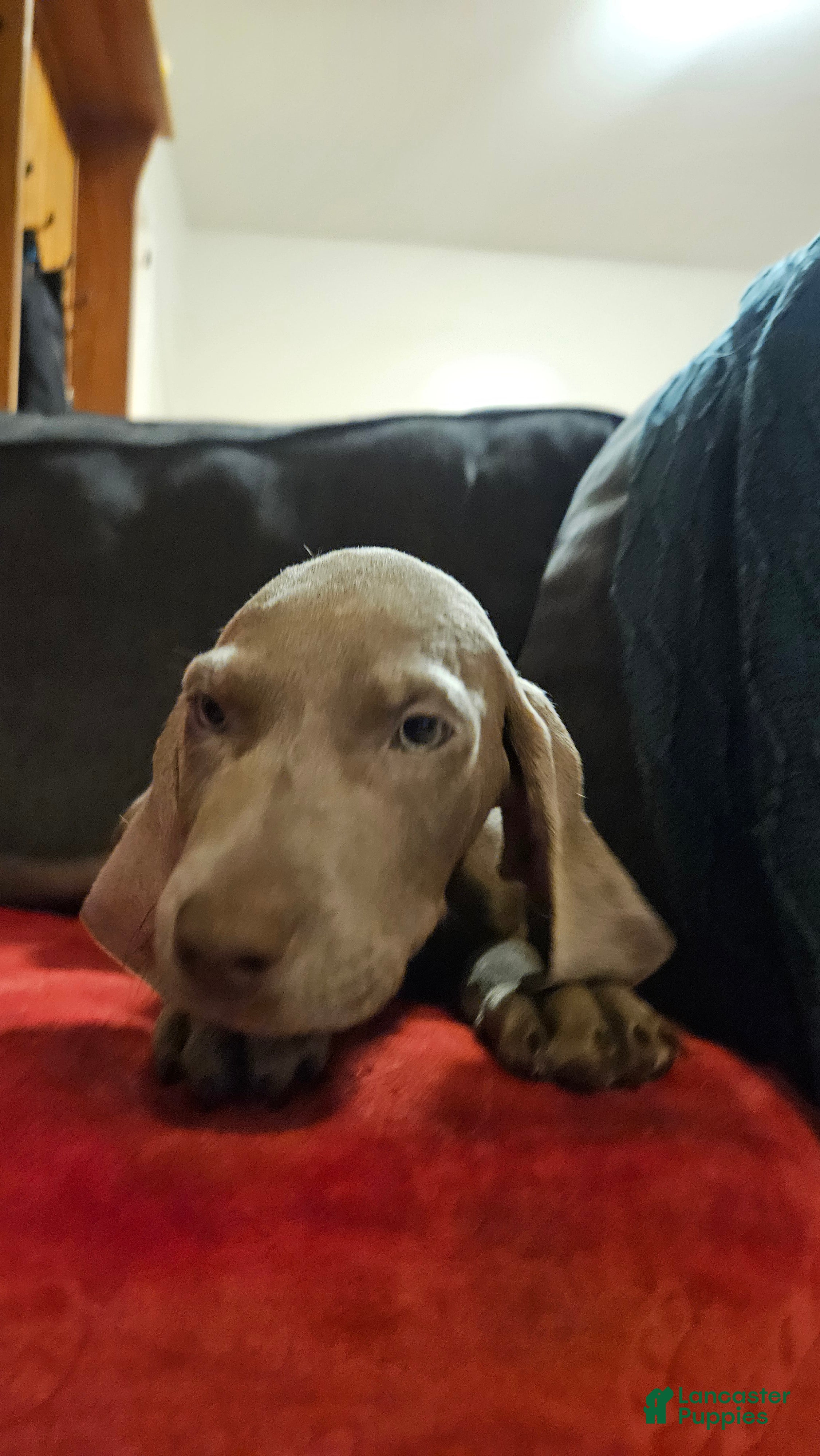 Weimaraner dogs Weimaraner 4 - Ad 1