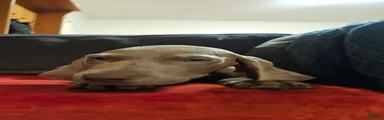 Weimaraner 4