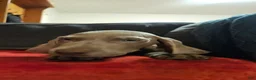 Weimaraner dogs for sale: Weimaraner 4 - Ad 1