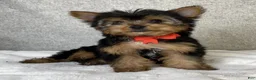 Yorkshire Terrier dogs for sale: Jay - Ad 4