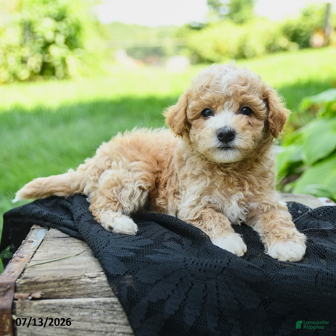 Bichpoo dogs for sale: Herman - Ad 2