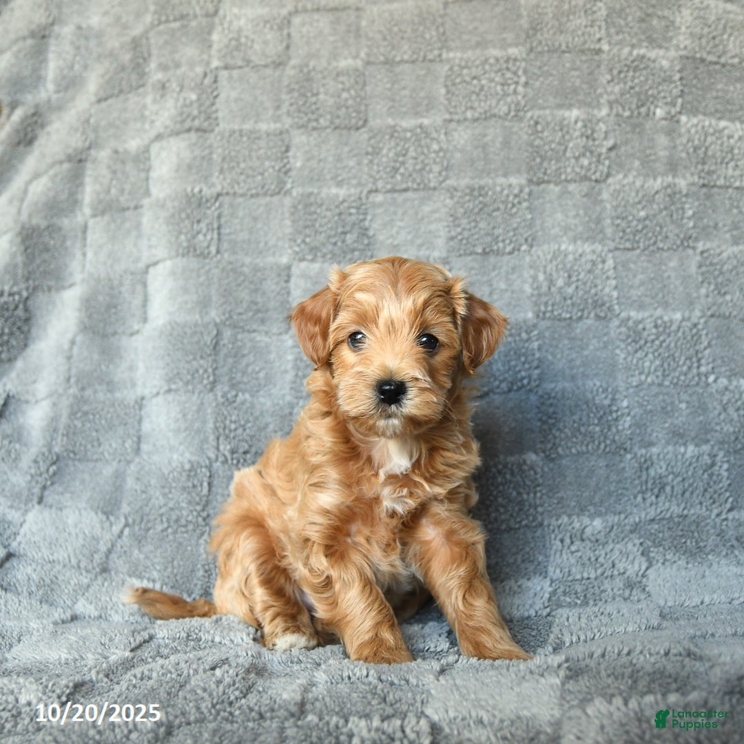 Havapoo dogs for sale: Kira - Ad 2