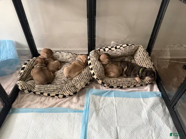 French Bulldog dogs for sale: NYXX - Ad 26