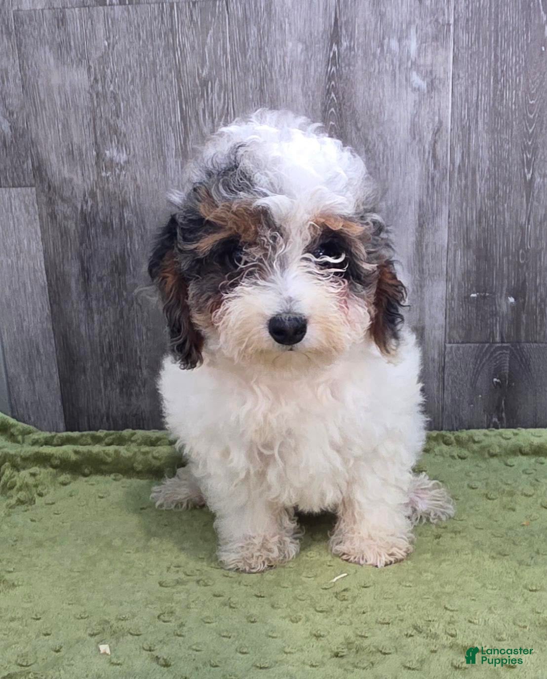 Toy Poodle dogs Heather Toy Poodle  - Ad 1