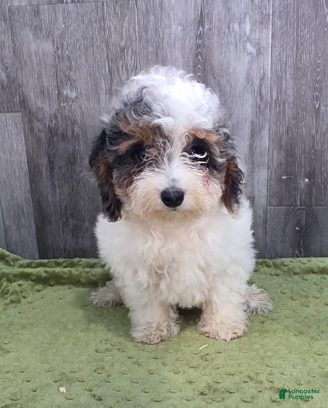 Toy Poodle dogs for sale: Heather Toy Poodle  - Ad 1