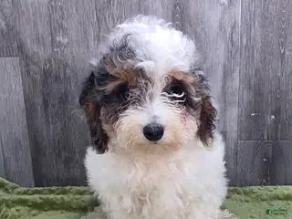 Toy Poodle dogs Heather Toy Poodle - Ad 1