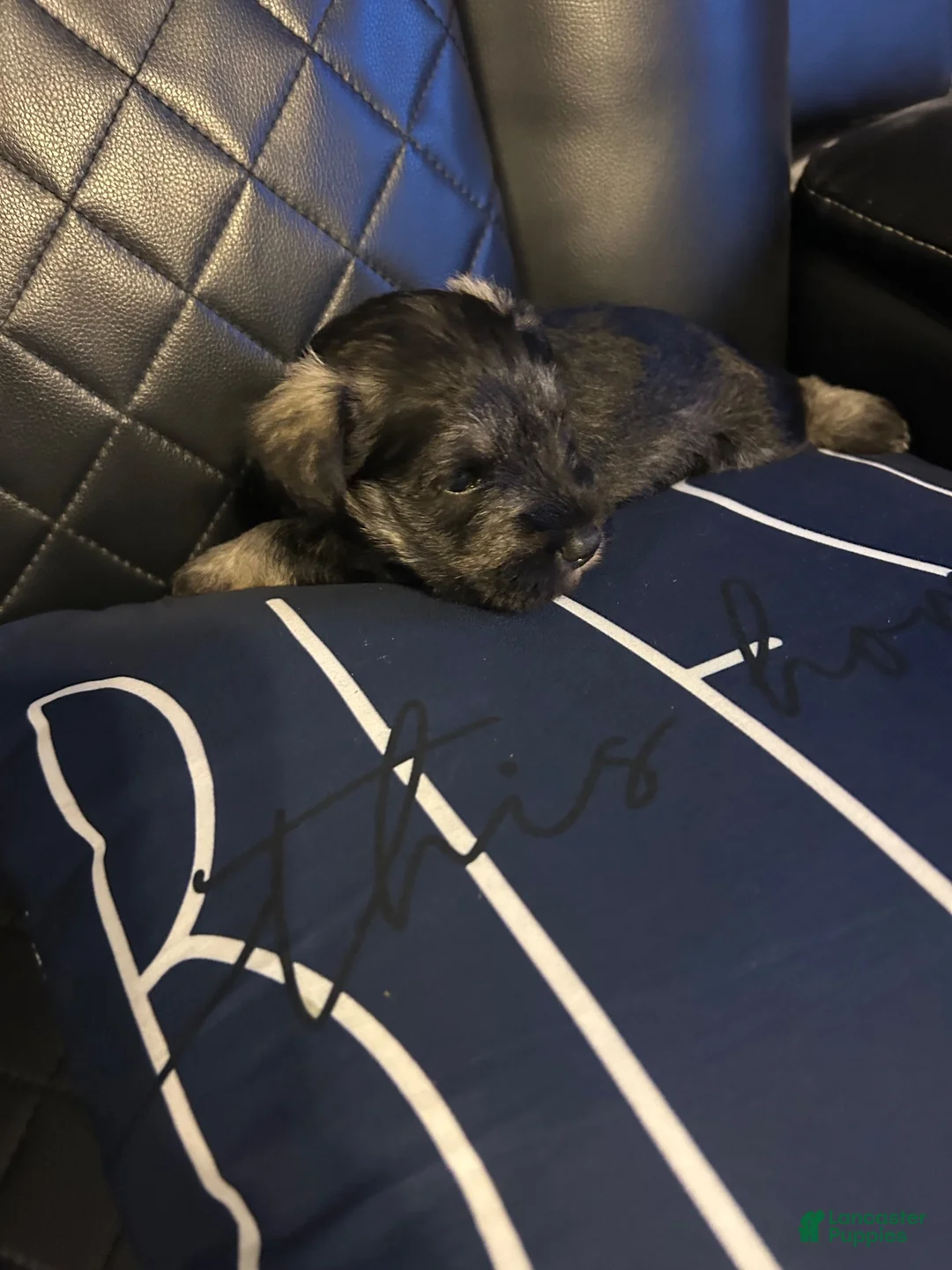 Miniature Schnauzer dogs for sale: Miniature Schnauzer 1 - Ad 1