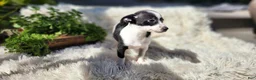 Chihuahua dogs for sale: Carmen - Ad 5