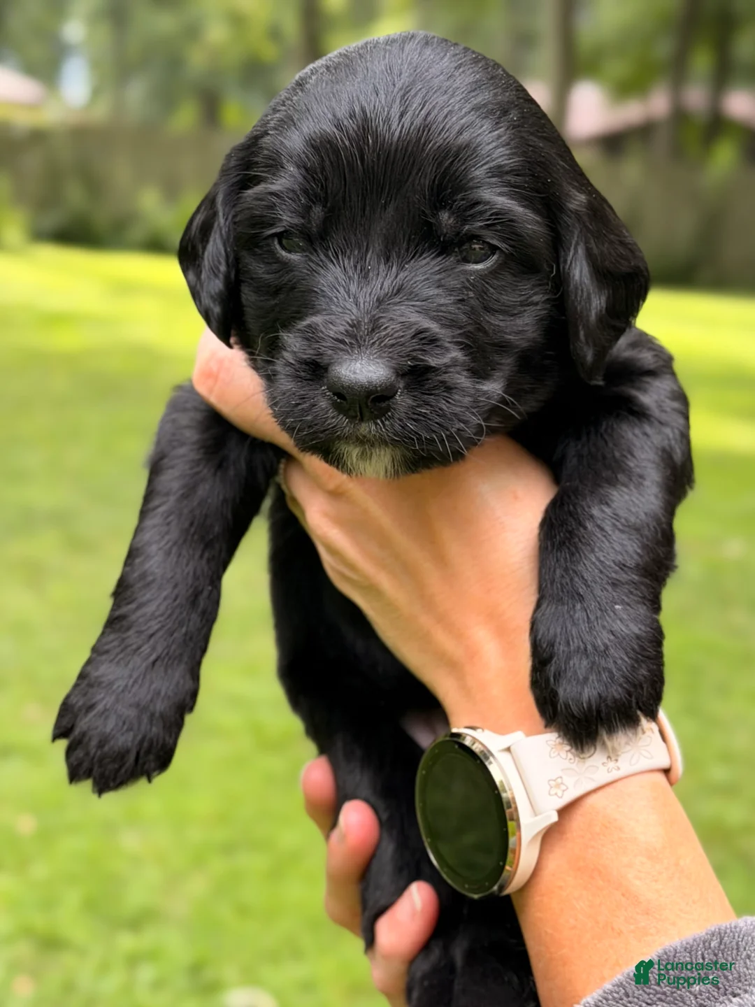 Bernedoodle dogs for sale: Pink AKA Peach - Ad 2