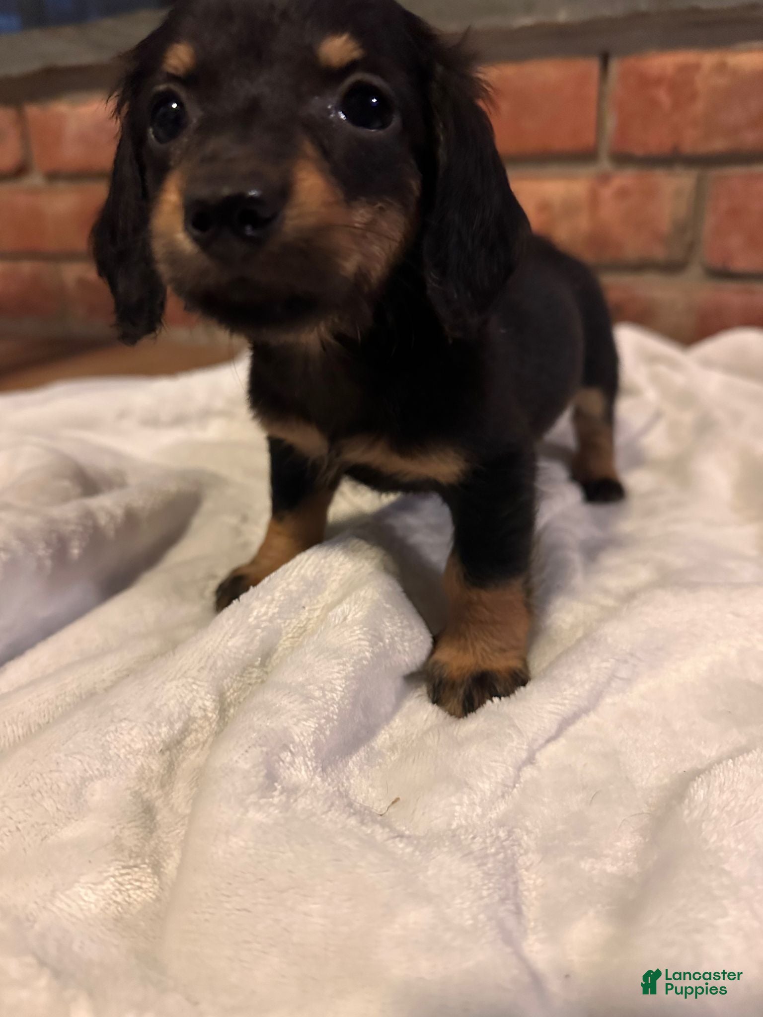 Dachshund dogs Female Three - Ad 1