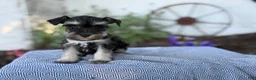 Miniature Schnauzer dogs for sale: Trixy - Ad 11