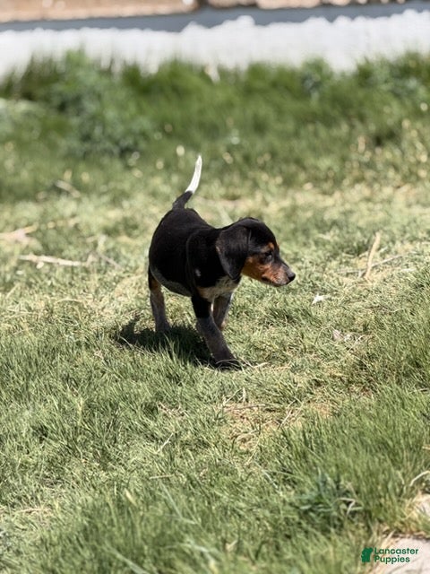 Beagle dogs Boy 5 - Ad 1