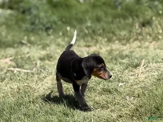 Beagle dogs Boy 5 - Ad 1