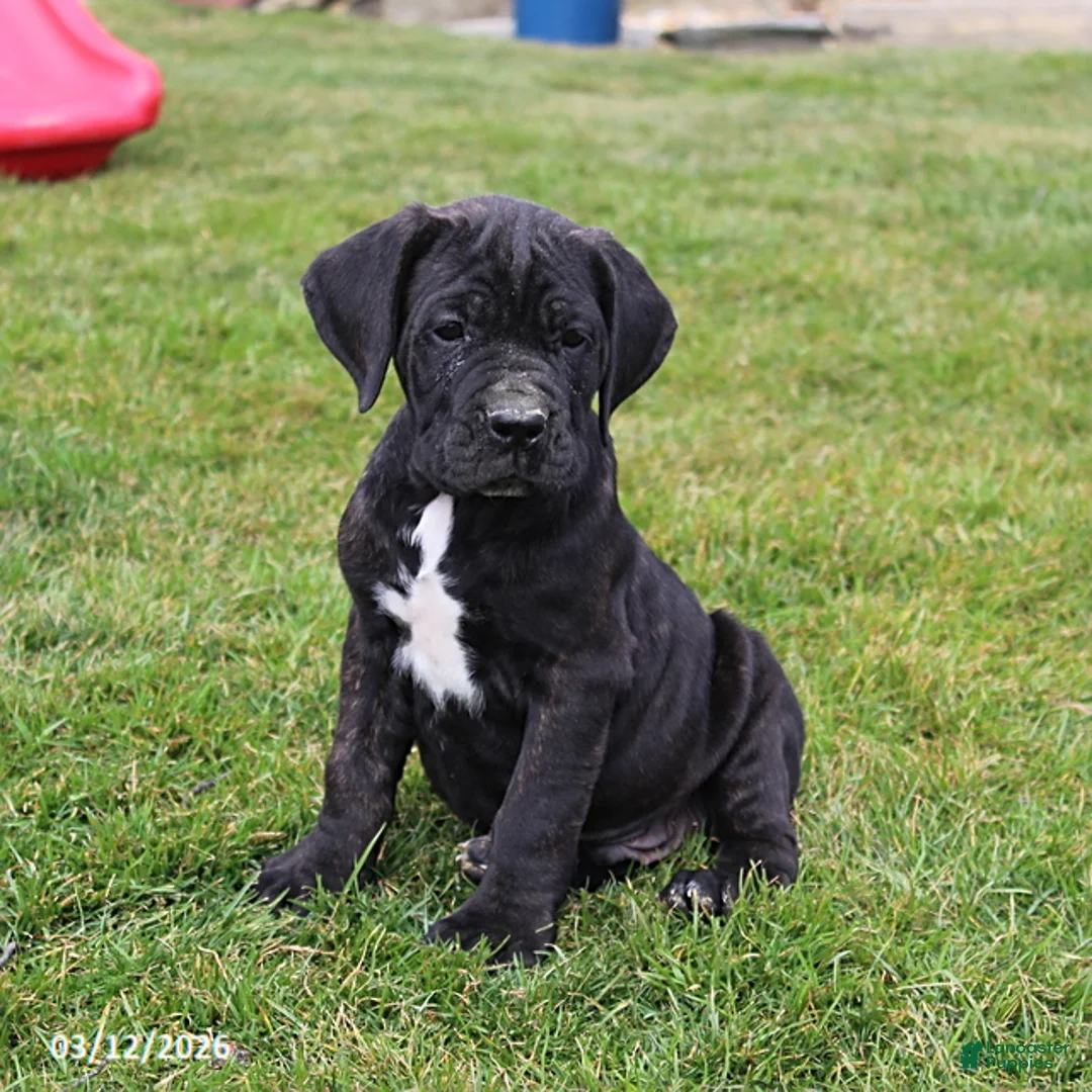 Cane Corso dogs for sale: Garth - Ad 1