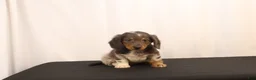Dachshund dogs for sale: Oscar - Ad 1