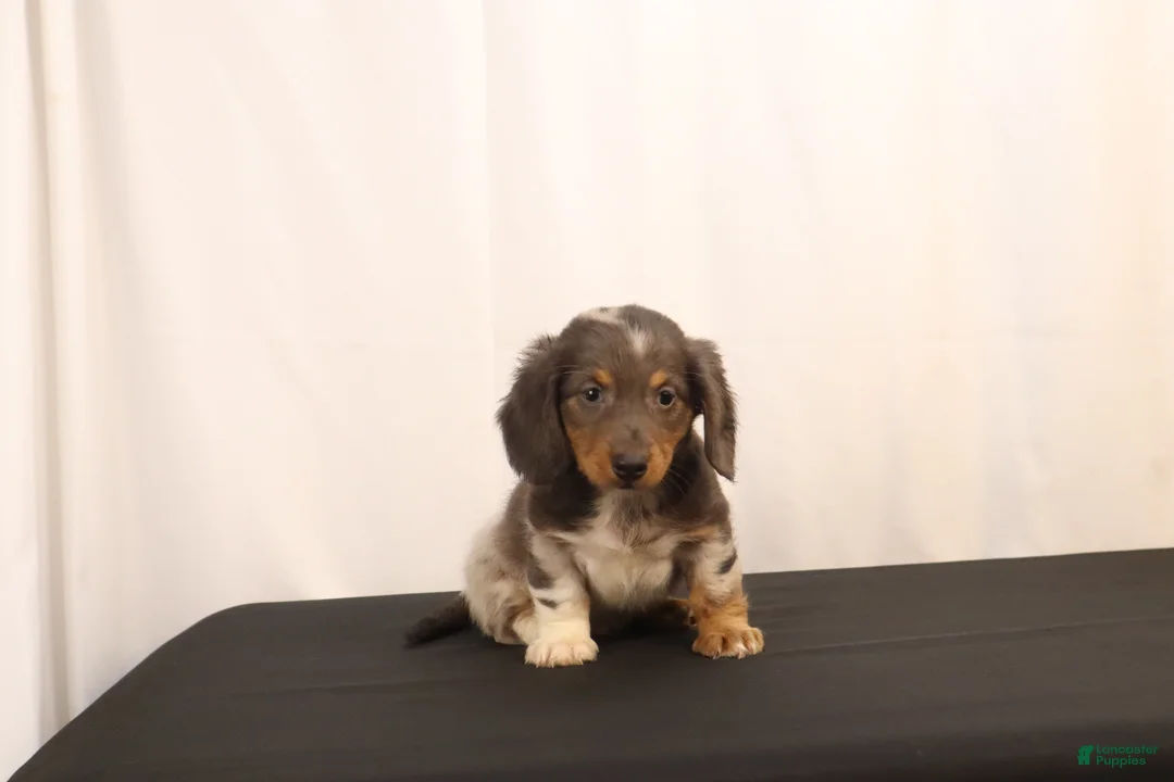 Dachshund dogs for sale: Oscar - Ad 1
