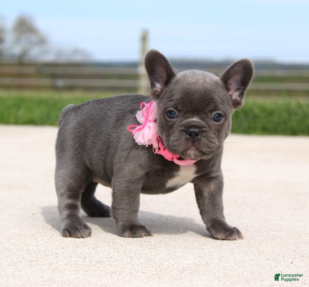 French Bulldog dogs Mia - Ad 2
