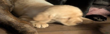 Labrador Retriever Puppy 1