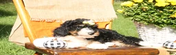 Mini Bernedoodle dogs for sale: Harvest - Ad 4