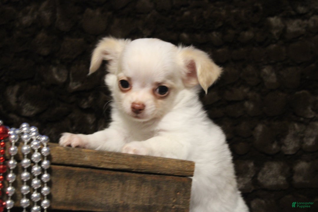 Chihuahua dogs for sale: Creamy - Ad 4