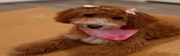 Toy Poodle dogs for sale: Sammy deep red parti - Ad 5