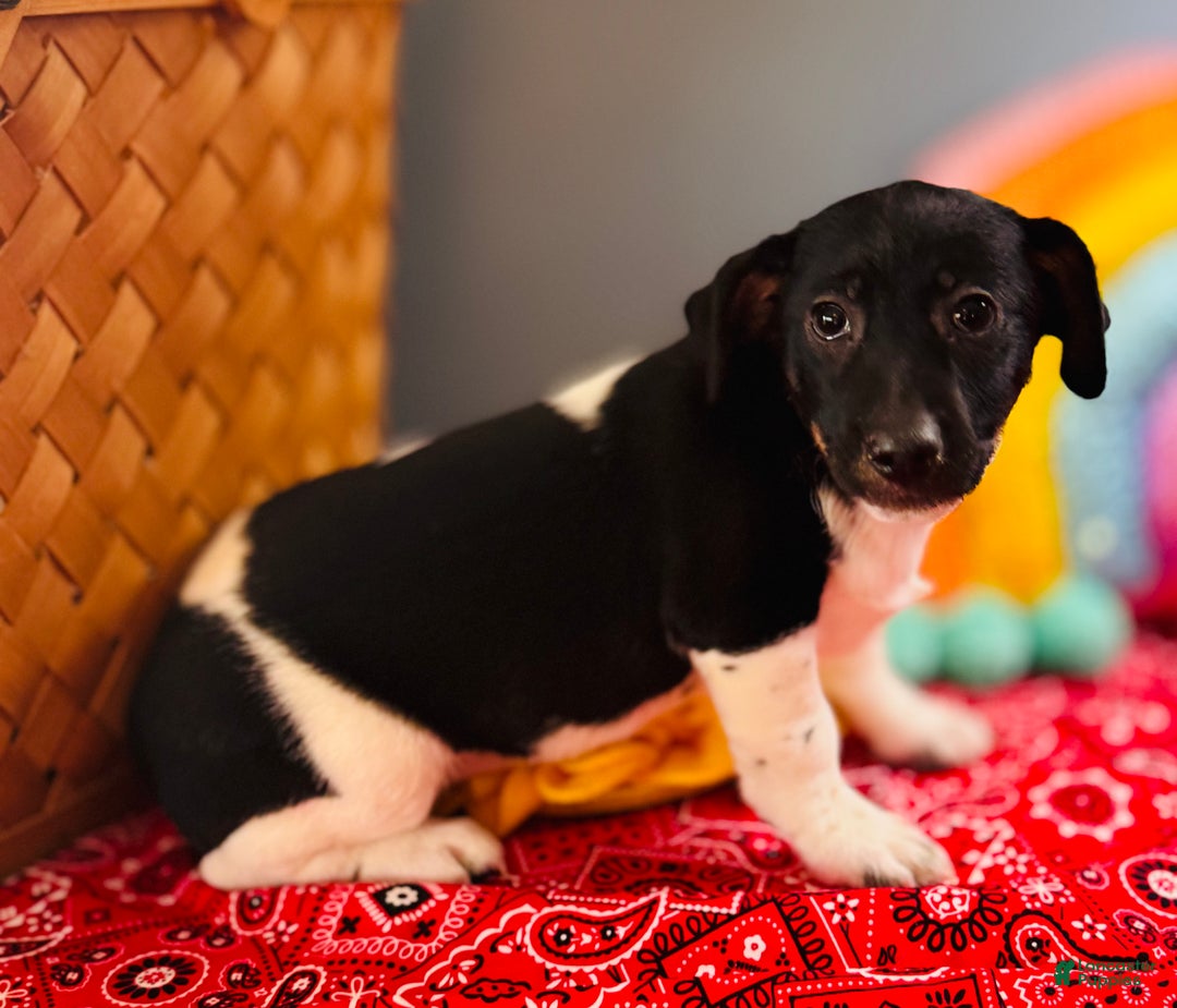 Jack Russell Terrier dogs for sale: Travis  - Ad 3