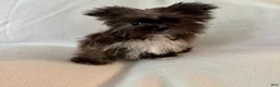 Shorkie dogs for sale: Sally - Ad 3