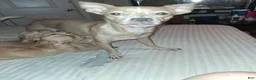 Mixed Breed dogs for sale: Mixed Breed 1 - Ad 4
