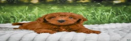 Mini Goldendoodle dogs for sale: Rusty - Ad 4