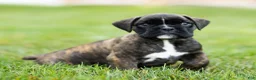 Boxer dogs for sale: Lonnie Boxer Puppy  - Ad 4