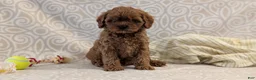 Cavapoo dogs for sale: Tyson - Ad 3