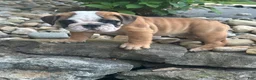 English Bulldog dogs for sale: Karl - Ad 5