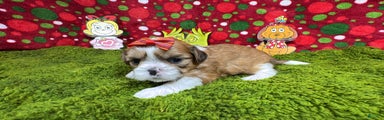 Shih Tzu Puppy 4