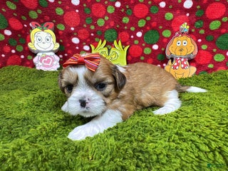 Shih Tzu dogs Shih Tzu Puppy 4 - Ad 3
