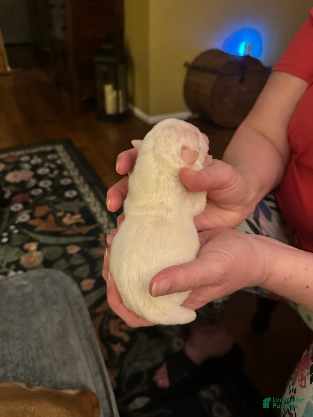 Mixed Breed dogs for sale: English Bulldog Puppy 6 - Ad 5