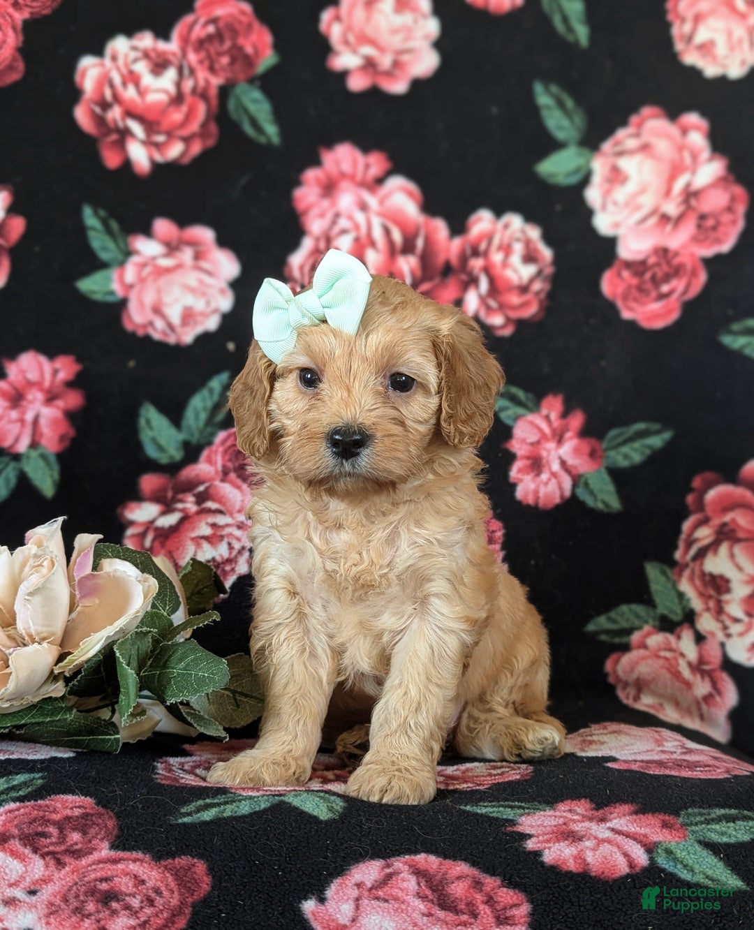 Cockapoo dogs for sale: Ashlee Hypoallergenic  - Ad 2