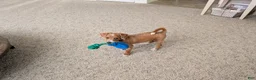 Cavapoo dogs for sale: Caramel - Ad 1