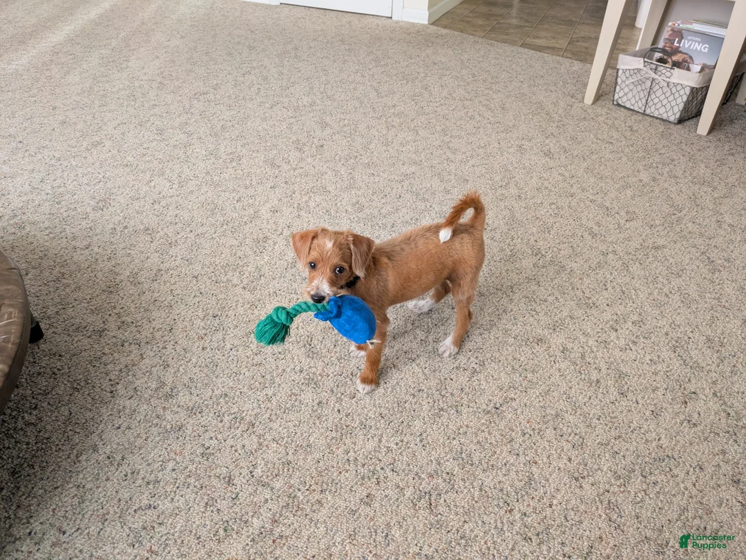 Cavapoo dogs for sale: Caramel - Ad 1