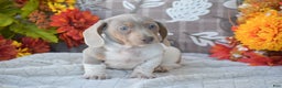 Dachshund dogs for sale: Angus - Ad 3