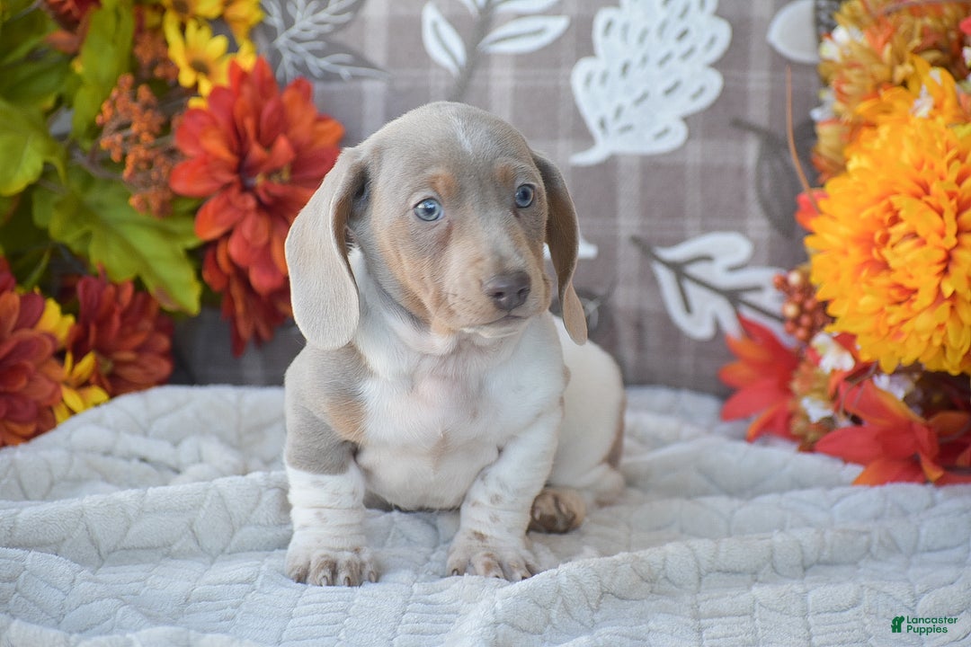 Dachshund dogs for sale: Angus - Ad 3