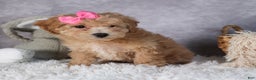 Shihpoo dogs for sale: Eleanor - Ad 14