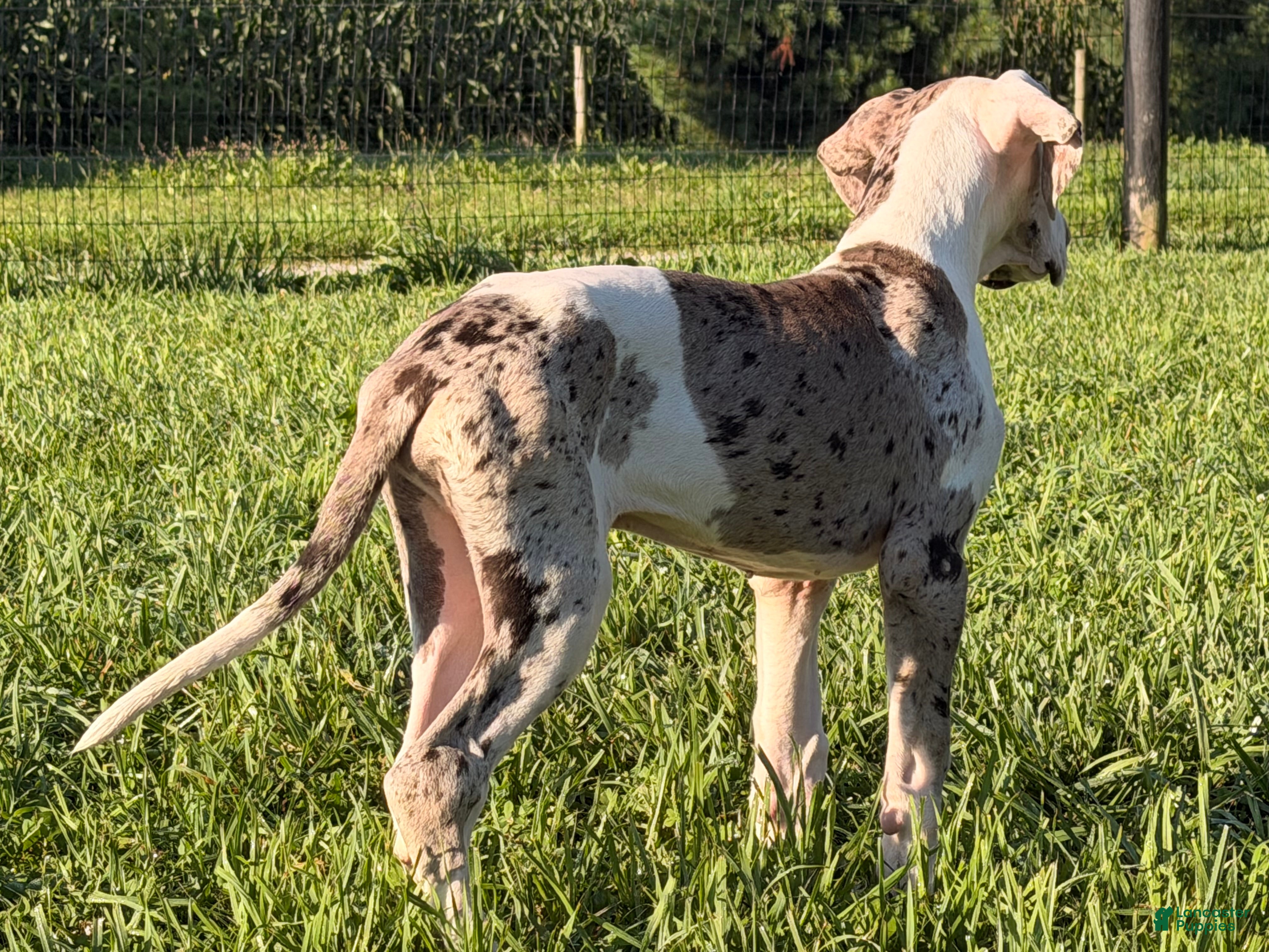 Great Dane dogs Patches Great Dane  - Ad 2