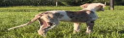 Great Dane dogs for sale: Patches Great Dane  - Ad 7