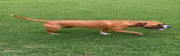 South African Boerboels dogs for sale: Sancho - Ad 5